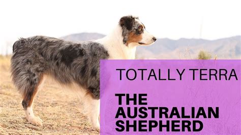 Amazing Australian Shepherd Tricks Watch Terra In Action Youtube