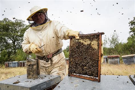 Rural And Natural Beekeeper Working To Collect Honey From Hives Photograph By Cavan Images Pixels