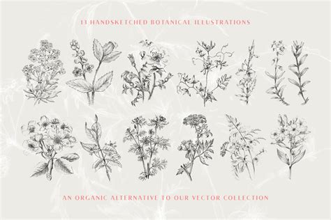 13 Botanical Illustrations And Extras Tom Chalky