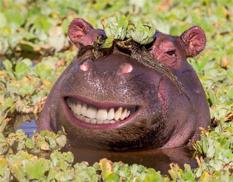 A Very Happy Hippo Hilarious Smiling Animals Around The World