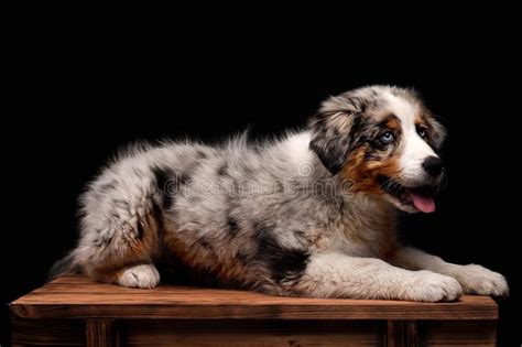Cute Puppy Australian Shepherd Blue Merle Dog Portrait Stock Image