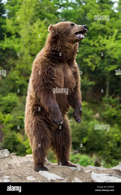 Brown Bear Ursus Arctos Standing On His Hind Legs In The Spring