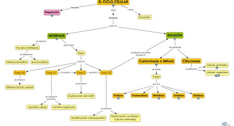 Ciclo Celular Web Itif Centrobiologia