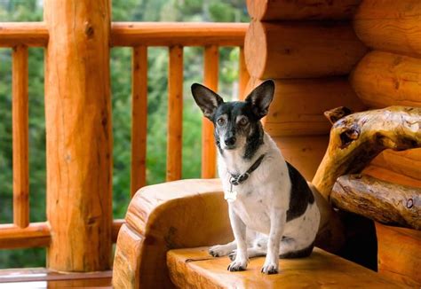 Check spelling or type a new query. 5 Amenities That Make Our Great Smoky Mountains Cabins for ...