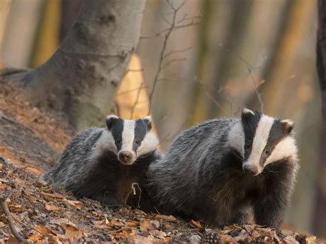 Badger Cull Taxpayers Fund £56000 Handout To Cull Company After
