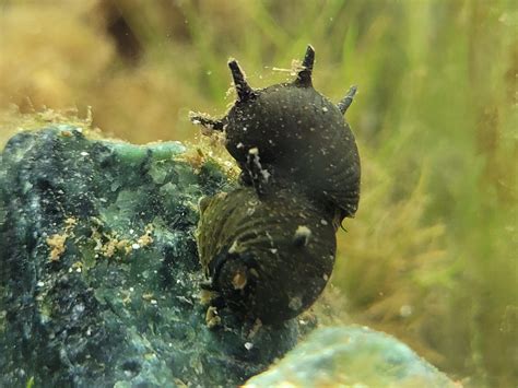 13 Common And Rare Types Of Nerite Snails The Aquarium Keeper