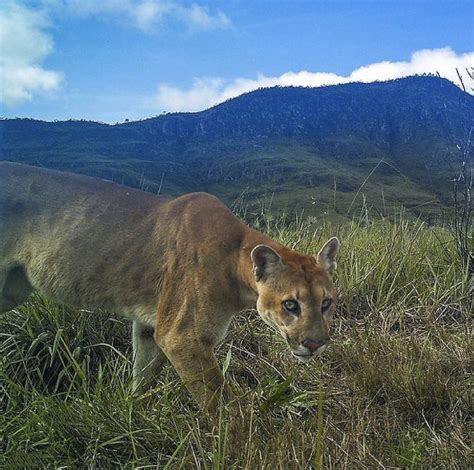 South American Cougar Puma Concolor Concolor
