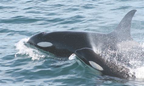 Последние твиты от orcas (@orcas). 14 Curiosidades sobre las famosas ballenas Orcas