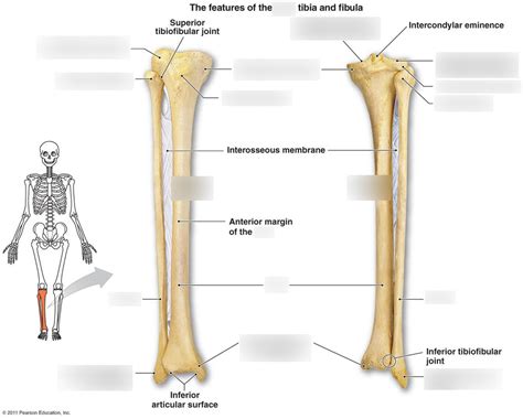 Anatphys 3 Appendicular Skeleton Bony Marking Tibiafibia Diagram