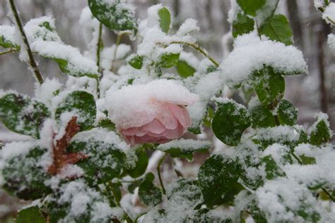 Iseults Dream First Snow In The Garden Pink Rose