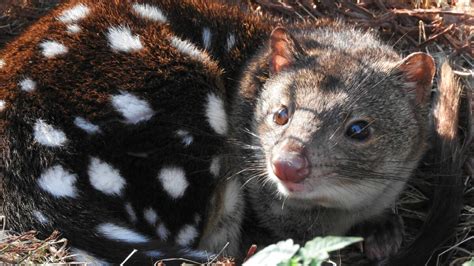 Potoroo Palaces New Quoll In Need Of A Name Bega District News