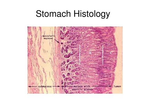Stomach Histology Diagram