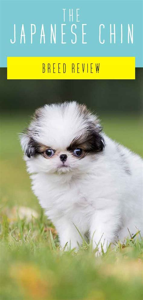 Japanese Chin Dog Breed Information Center A Complete Guide