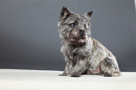 Cairn Terrier Dog Breed Information And Characteristics