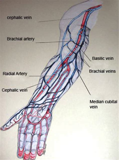 26 Diagram Of Veins In Arm For Phlebotomy Wiring Diagram List