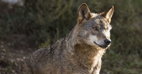 The Return Of The Wolf In Europe Working Towards Coexistence