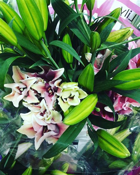 Best used to wrap flowers, these floral poly deco mesh ribbons, the wreath will sparkle your special occasion. Stargazer Lily 10 Stems per Bunch Color: Starfighter Ask ...
