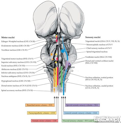 The brainstem regulates vital cardiac and respiratory functions pons : Brainstem Cranial Nerve Nuclei cranial nerve anatomy - fastbleep | Cranial nerves, Cranial ...