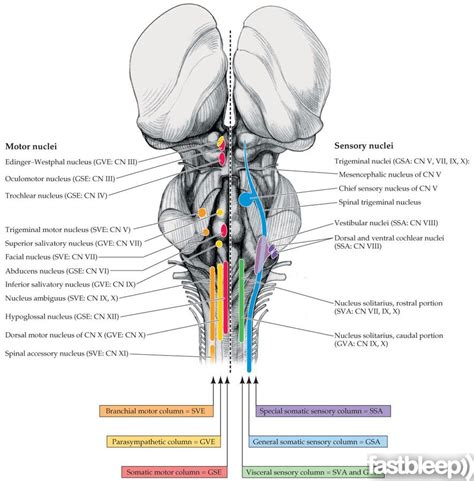 This video was produced to help students of human anatomy at modesto junior college study our anatomical models. Brainstem Cranial Nerve Nuclei cranial nerve anatomy - fastbleep | Cranial nerves, Cranial ...