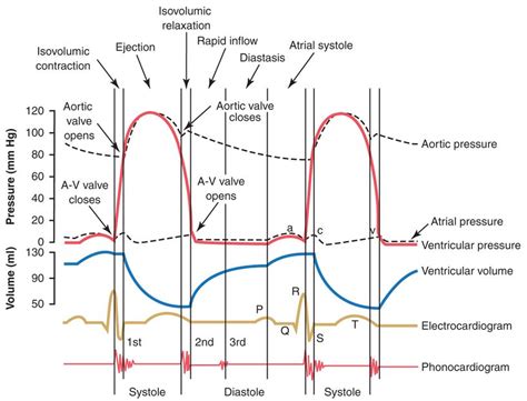 Cardiology Cardiac Cycle And Atrial Contraction Biology Stack Exchange