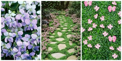 Pin By Christine Cubillo On Back Yard Ideas Ground Cover Flowers