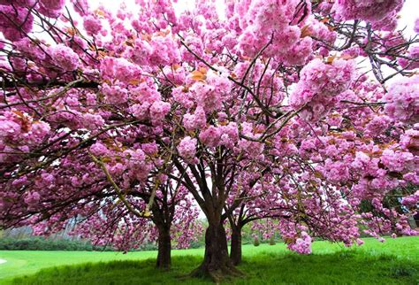 Cerisier Du Japon Prunus Serrulata Kanzan Le Jardin Du Prahor