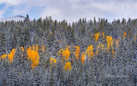 Standing Out Cottonwood Pass Colorado Stan Rose Photography