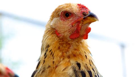 Borough Council Will Revisit Backyard Chicken Ordinance in 2021 ...