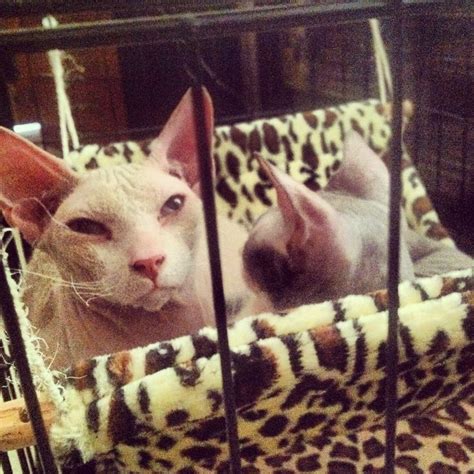Donskoy On Their Canopy Hairless Cat Cats Pets