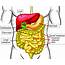 26 Human Intestines Diagram  Wiring List