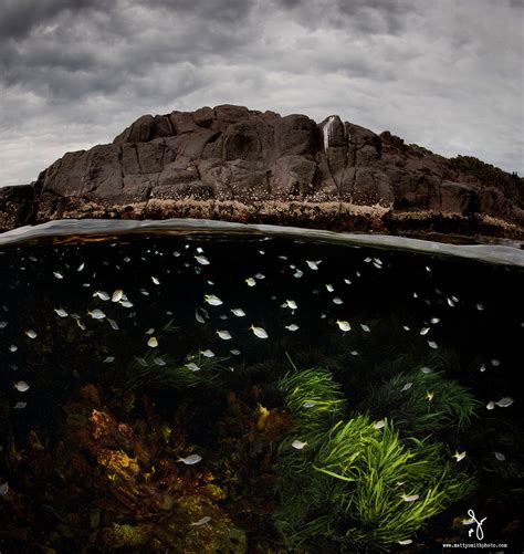 Spectacular Half Underwater Photography By Matty Smith Demilked