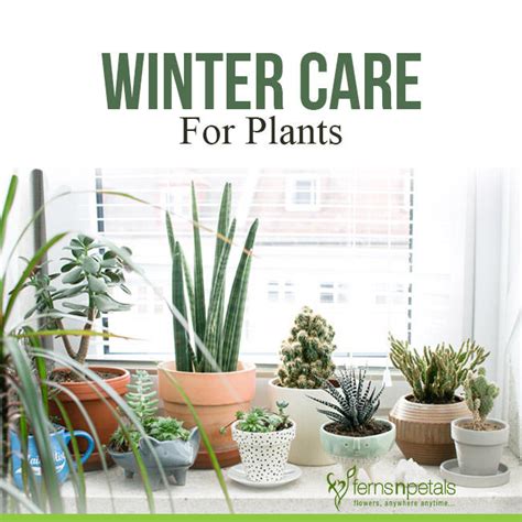 How To Take Care Of Plants In Winter Guide To Winter Care For Plants