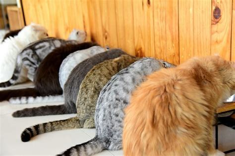 11 Rare Cat Colors And Patterns—and How Cats Inherit These Traits
