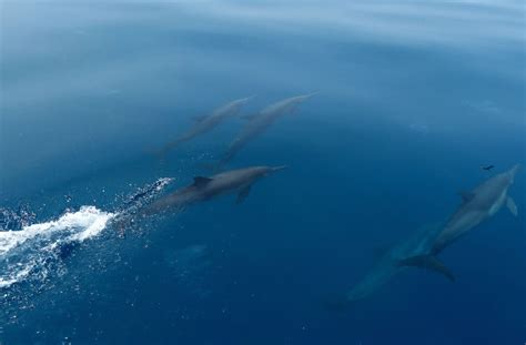 The Dolphin Pod Swimming Mostly Underwater While Bow Surfing With Our