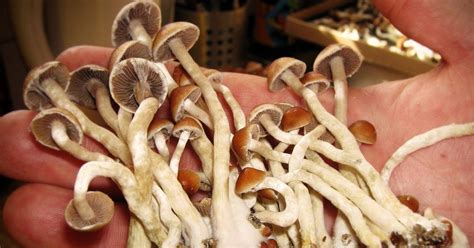 Psychedelic compound in magic mushrooms 'promising' as treatment for ...