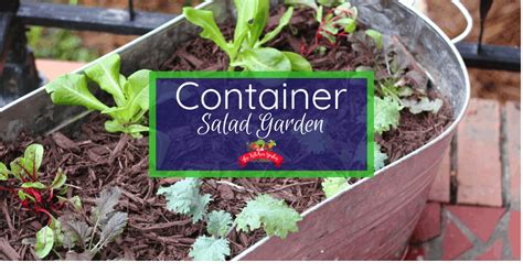 Planting A Container Salad Garden The Kitchen Garten