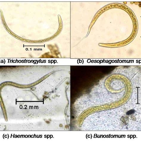 And 3 Show That The Presence Of Trichostrongylus Spp Is Greater Than