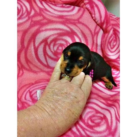 There are often many great dachshunds for adoption at local animal shelters or rescues. CKC Mini dachshund puppies 2 females & 1male in Birmingham ...