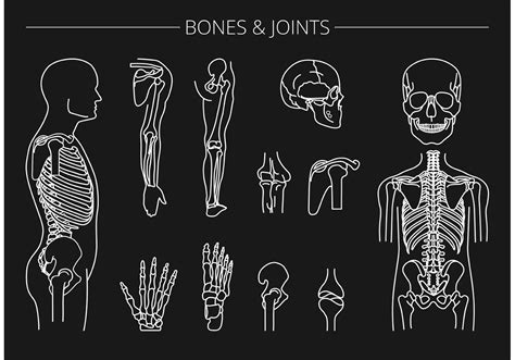 Free Vector Bones And Joints Download Free Vector Art Stock Graphics