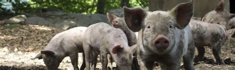 Selecting The Right Pig Breed For Your Farm Trigga