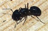 Keep Carpenter Ants Out Pictures