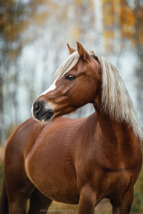 Zdjęcia koni - Fairy Horses - Stylizowane sesje zdjęciowe ...