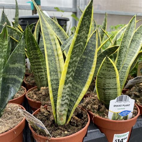 Laurentii Snake Plant Sansevieria ‘laurentii Various Sizes