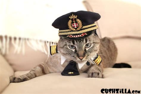 20 Best Images About Pilot Cats Aviation Humor On Pinterest Grumpy