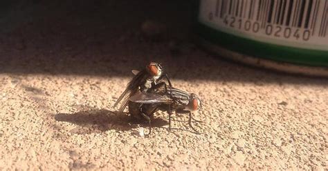 Kinky Flies Having Sex Right Next To A Can Of Raid Imgur