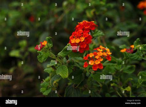 Flowers Of Lantana Camara Stock Photo Alamy