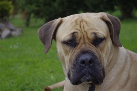 Looking to bring home a rottweiler mix? Boerboel - PetGuide | Chainimage