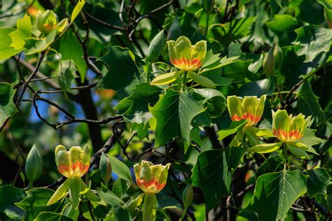 Как выращивать в саду тюльпановое дерево Виды и сорта Фото — Ботаничка