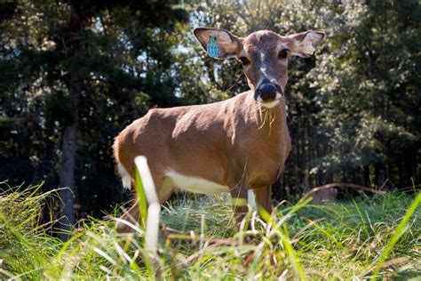 Oh Deer Planting Wildlife Food Plots Ufifas