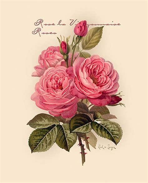 Pink Roses By Paul De Longpre Vintage Art Print 11 X 135 Botanical